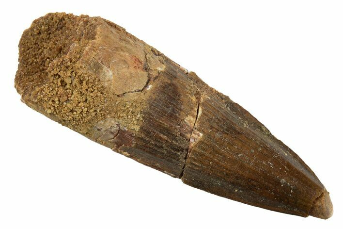 Fossil Spinosaurus Tooth - Real Dinosaur Tooth #344544